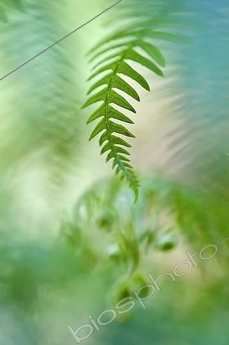 Biosphoto | 2090797 | Fern foliage | &copy; Pedro Javier Pascual Hernandez / Biosphoto