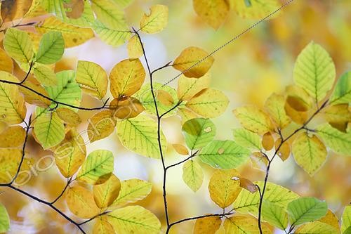 Biosphoto | 2556124 | Feuillage de Hêtre commun (Fagus sylvatica) en automne, Forêt de Tronçais, Allier, France | &copy; Monique Morin / Biosphoto