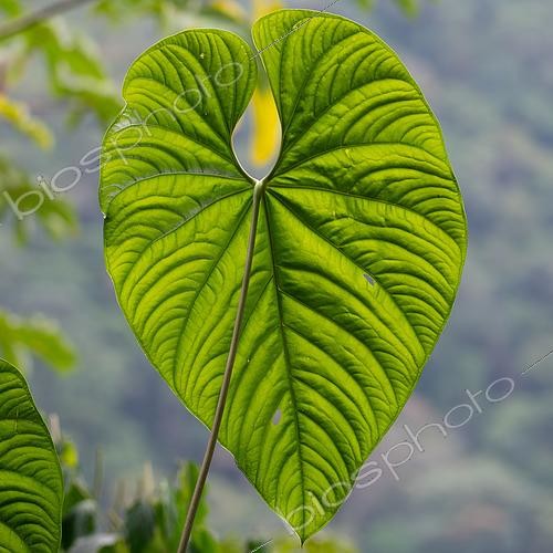 Biosphoto | 2615167 | Feuille d'Anthurium (Anthurium sp), Santa Maria, Colombie | &copy; Régis Cavignaux / Biosphoto