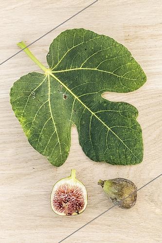 Biosphoto | 2582858 | Feuille et fruit de la figue 'Grise de Saint Jean', sur fond de bois. | &copy; Jean-Michel Groult / Biosphoto