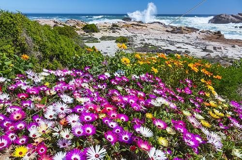 Biosphoto | 1990709 | Ficoïdes (Dorotheanthus sp) en fleurs, Lambert's Bay, Cap-Occidental, Afrique du Sud | &copy; Juan-Carlos Muñoz / Biosphoto