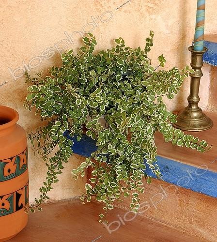 Biosphoto | 446360 | FICUS PUMILA | &copy; DIGIT images / Biosphoto