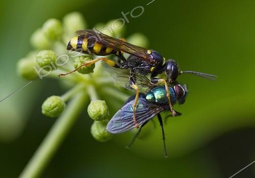 Biosphoto | 1985148 | Field digger wasp (Mellinus arvensis)et Greenbottle fly (Lucilia sp) | &copy; Lee Dalton / Biosphoto