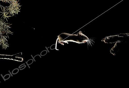 Biosphoto | 2148369 | Field Mouse (Apodemus sylvaticus) jumping at night, Huesca, Spain | &copy; Jorge Ruiz del Olmo / Biosphoto