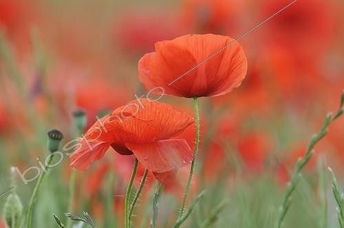 Biosphoto | 570012 | Field of Poppies | &copy; Jean-Paul Chatagnon / Biosphoto