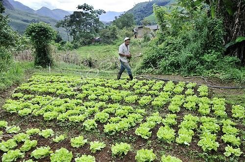 Biosphoto | 1533705 | Field with lettuce, organic farming, Rio de Janeiro, Brazil, South America | &copy; Florian Kopp / imageBROKER / Biosphoto