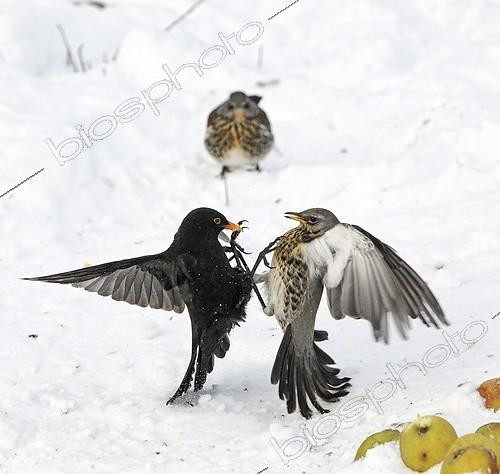 Biosphoto | 1930748 | Fieldfare fighting with male blackbird over apples in snow  | &copy; Mike Lane / Biosphoto