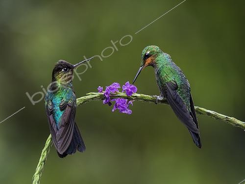 Biosphoto | 2608556 | Fiery-throated Hummingbird (Panterpe insignis), and young male Green-crowned Brilliant (Heliodoxa jacula), Chiriqui Highlands, Panama | &copy; Ignacio Yufera / Biosphoto