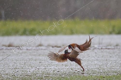 Biosphoto | 1419262 | Fight between ring necked Pheasant cocks in the snow France | &copy; Dominique Gest / Biosphoto