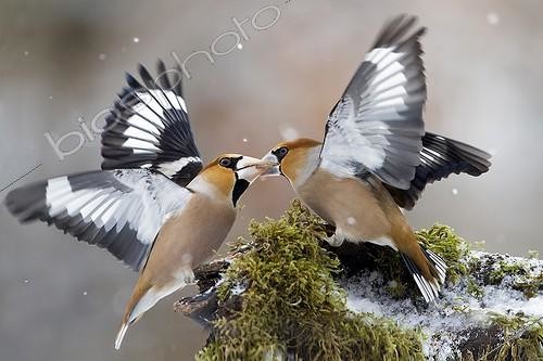 Biosphoto | 1935373 | Fight Hawfinch in winter - Lorraine France | &copy; André Simon / Biosphoto