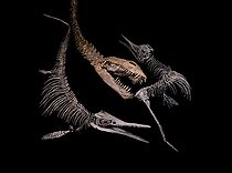 Biosphoto | 2552330 | Fight scene between a plesiosaur and two small ichthyosaurs (literally Ôfish-reptileÕ in Greek). Plesiosaurs and ichthyosaurs were discovered in the early 19th century in England. The dinosaurs being still unknown, these monsters fascinated the general public. - Blouet brothers collection | &copy; Pascal Goetgheluck / Biosphoto