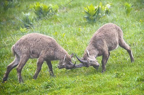 Biosphoto | 2610065 | Fighting games between two young male Alpine ibex (Capra ibex) during a rain shower, Creux du Van, Switzerland. | &copy; Monique Morin / Biosphoto