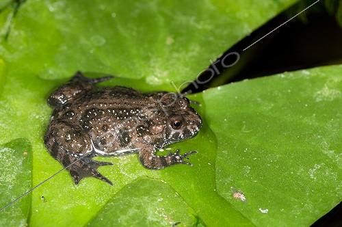 Biosphoto | 2012712 | Fire-bellied Toad on water lily leaf | &copy; Steen Drozd Lund / Biosphoto