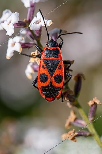 Biosphoto | 2504897 | Fire bug (Pyrrhocoris apterus), brachypterous form, on Lemon verbena (Aloysia triphylla), Gard, France | &copy; Marie Aymerez / Biosphoto