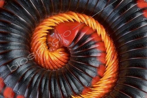Biosphoto | 2065208 | Fire Millipede (Aphistogoniulus corallipes) | &copy; Matthijs Kuijpers / Biosphoto