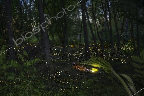 Biosphoto | 2613669 | Firefly group in forest, Po River, Italy | &copy; Alberto Ghizzi Panizza / Biosphoto