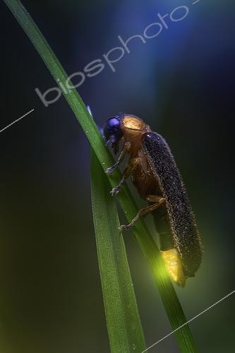 Biosphoto | 2613652 | Firefly on a blade of grass, Italy. | &copy; Alberto Ghizzi Panizza / Biosphoto
