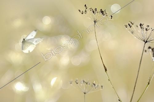 Biosphoto | 919506 | First flight of a Large White at morning France | &copy; Ghislain Simard / Biosphoto