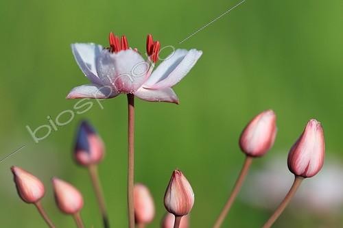 Biosphoto | 619244 | First flower of an umbel of Flowering rush France  | &copy; Erwan Balança / Biosphoto