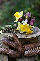 Biosphoto | 2554668 | First flowers of the year, bunch of Daffodils (Narcissus sp), Christmas Roses (Helleborus sp) and Snowdrops (Galanthus nivalis), Pine cones, Back to the garden | &copy; Catherine Fruhinsholz / Biosphoto
