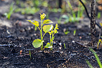 Biosphoto | 2628410 | First regrowth of vegetation three weeks after the fire, 190 hectares of vegetation devastated by flames during the fire on August 12, 2026, in the dunes of Mont St Frieux in Dannes, Côte d'Opale, Pas de Calais, France. | &copy; Yann Avril / Biosphoto