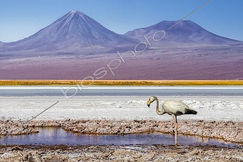 Biosphoto | 2565417 | Flamant (Phoenicopterus sp.) dans la Laguna Tebinquinche, San Pedro de Atacama, Antofagasta, Chile | &copy; Alberto Ghizzi Panizza / Biosphoto