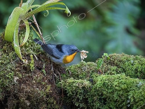 Biosphoto | 2608834 | Flame-throated Warbler (Oreothlypis gutturalis), capturing moth, Chiriqui Highlands, Panama | &copy; Ignacio Yufera / Biosphoto