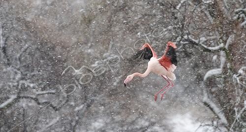 Biosphoto | 1465526 | Flamingo in flight under the snow in the Camargue France | &copy; Thierry Vezon / Biosphoto