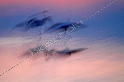 Biosphoto | 1961824 | Flamingos displaying at dawn in the swamp - France | &copy; Pascal Pittorino / Biosphoto