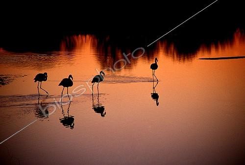 Biosphoto | 507876 | Flamingos walking in water at sunset | &copy; Mathieu Foulquié / Biosphoto