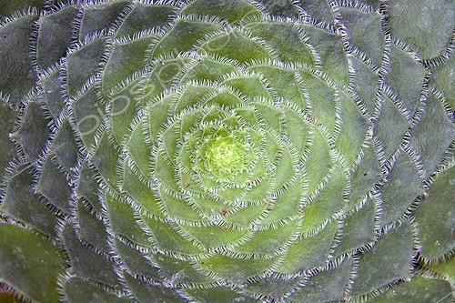 Biosphoto | 1275267 | Flat-topped aeonium | &copy; Lamontagne / Biosphoto