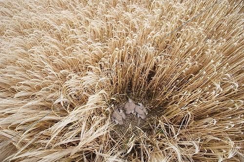 Biosphoto | 465421 | Fledglings of Montagu's Harrier in a Barley field Isère | &copy; Jean-Baptiste Strobel / Biosphoto