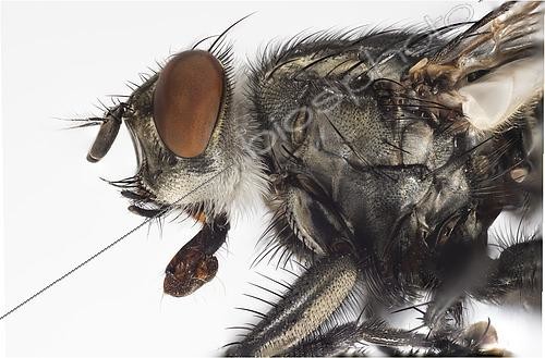 Biosphoto | 2434059 | Flesh Fly. Flesh Fly close up utilizing 26 images focus stacked in Photoshop. | &copy; Stuart Wilson / Biosphoto