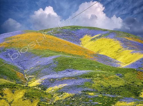 Biosphoto | 2512565 | Fleurs sauvages fleurissant les collines, Monument national de Carrizo Plain, Californie, États-Unis | &copy; Flowerphotos / Biosphoto