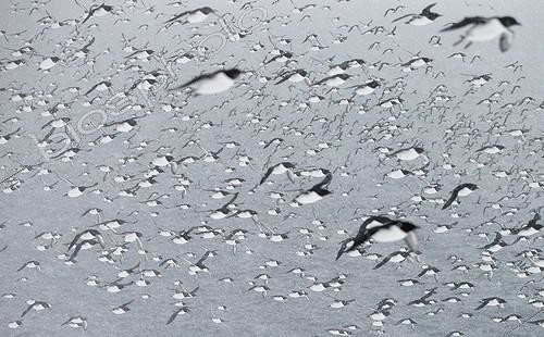 Biosphoto | 1957971 | Flight of Common Guillemots in a snowstorm ; World press photo 2014 - Nature , 2nd prize singles | &copy; Markus Varesvuo / Biosphoto