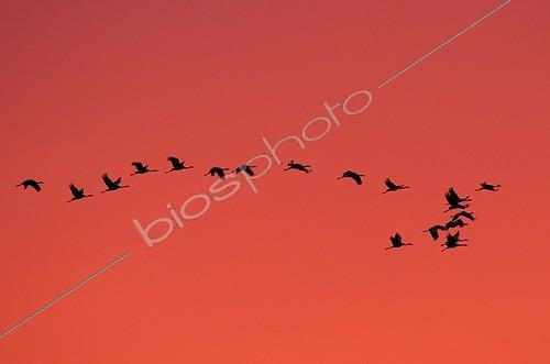 Biosphoto | 1480254 | Flight of Cranes at dusk Lac du Der France | &copy; Dominique Delfino / Biosphoto