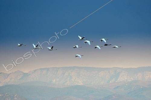 Biosphoto | 2498179 | Flight of mute swans (Cygnus olor) with a black swan (Cygnus atratus) over the Grande Maïre pond, Sérignan, Hérault, France | &copy; Thierry Le Quay / Biosphoto