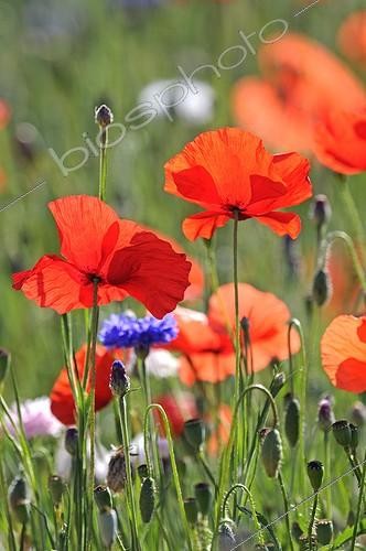 Biosphoto | 1366826 | Flowered fallow with Poppies and cornflowers France  | &copy; Dominique Delfino / Biosphoto