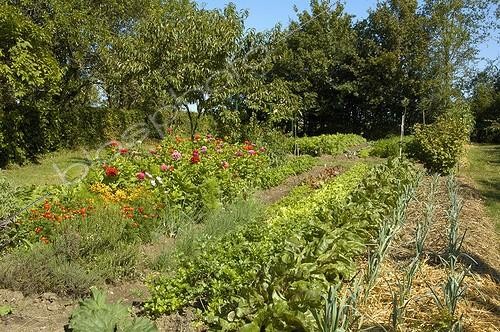 Biosphoto | 117551 | Flowered vegetable garden with mulching in july  | &copy; NouN / Biosphoto