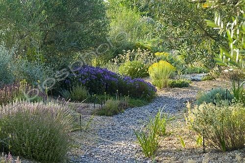 Biosphoto | 2034149 | Flowers in a mediterranean garden | &copy; Marc Chatelain / Biosphoto