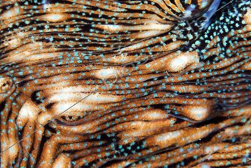 Biosphoto | 2562362 | Fluted Giant Clam (Tridacna squamosa) mantle, Surai River, Wetar Island, near Alor, Banda Sea, Indonesia | &copy; Colin Marshall / Biosphoto