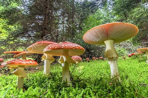 Biosphoto | 2065762 | Fly Agaric (Amanita muscaria), impressive group in forest, Jura, France | &copy; Jean-Philippe Delobelle / Biosphoto