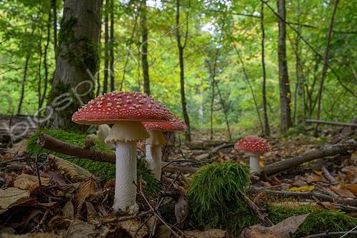 Biosphoto | 2612919 | Fly Amanita (Amanita muscaria), Lorraine, France | &copy; Régis Cavignaux / Biosphoto