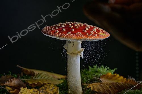 Biosphoto | 2612926 | Fly Amanita (Amanita muscaria) spores releasing, Lorraine, France | &copy; Régis Cavignaux / Biosphoto