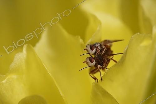 Biosphoto | 1261057 | Fly mating on a flower Cactus South Texas USA | &copy; Cyril Ruoso / Biosphoto
