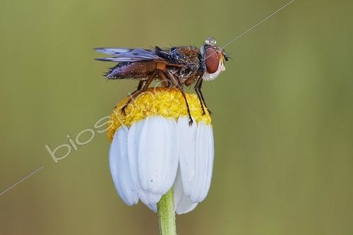 Biosphoto | 1921339 | Fly on a flower dew covered - Serra do Cando Spain | &copy; Siro Moya / Biosphoto