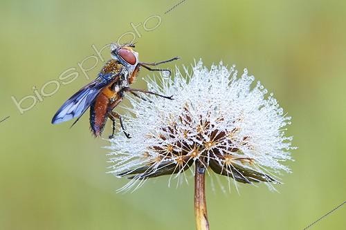 Biosphoto | 1921340 | Fly on a flower dew covered - Serra do Cando Spain | &copy; Siro Moya / Biosphoto