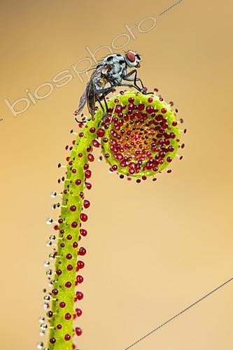 Biosphoto | 2627760 | Fly trapped by the sticky glandular leaves of a dewy pine (Drosophyllum lusitanicum), a carnivorous plant, Los Barrios, Cádiz, Spain | &copy; Pablo Barrena / Biosphoto