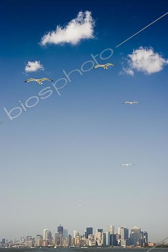 Biosphoto | 2457725 | Flying gulls and skyline of Downtown Manhattan from the Staten Island Ferry, Manhattan, New York, USA, America, North America | &copy; Daniel Schoenen / imageBROKER / Biosphoto