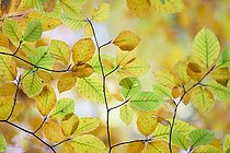 Biosphoto | 2556124 | Foliage of Common Beech (Fagus sylvatica) in autumn, Forêt de Tronçais, Allier, France | &copy; Monique Morin / Biosphoto